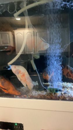 Live Oscar Fish and Goldfish