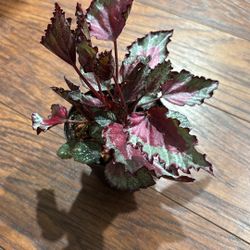 Begonia