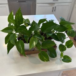 Two Sets Of Pothos In 6 Inch White Pots