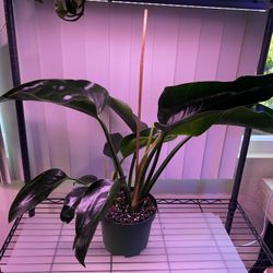 Green Congo Philodendron 