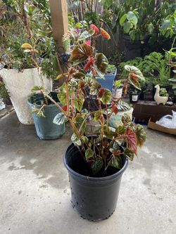 Begonia Plant 