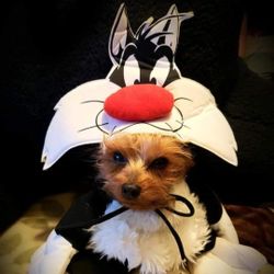 Sylvester Looney Tunes Pet Halloween Costume Size M 