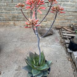 Coral aloe 5 gallon