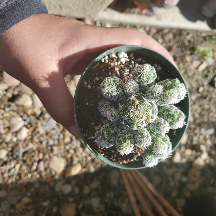 Escobaria cactus