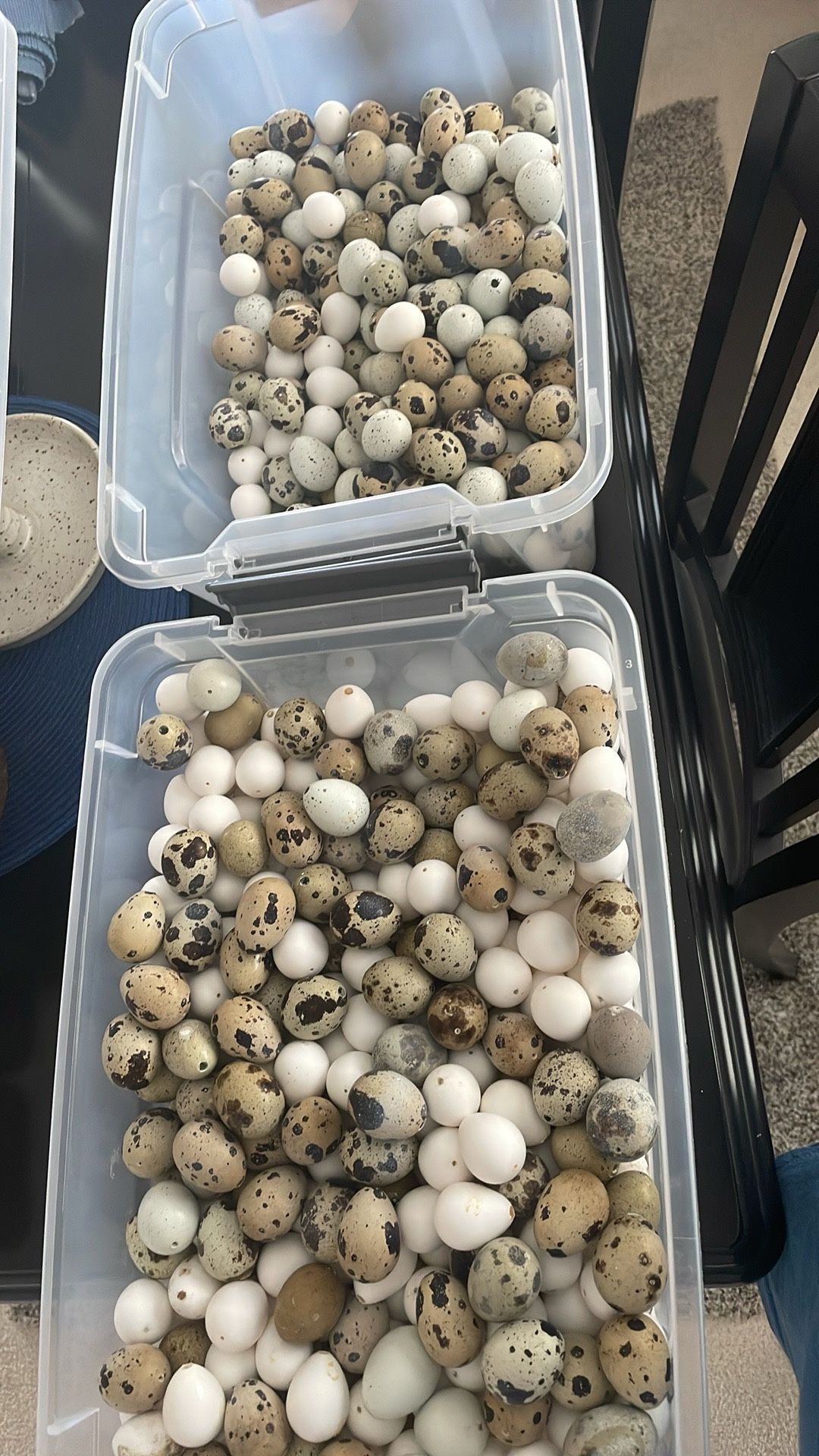 Empty Quail Eggs Shells