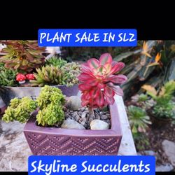PLANT AND SUCCULENT SALE TODAY IN SAN LORENZO..CONTACT ME FOR ADDRESS