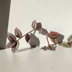 Lush Trailing Tradescantia Zebrina Stipe Purple Plant/ House Plant/ Indoor Plant/ Flower Patio Garden 
