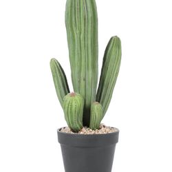 Cactus Plant.. Artificial 