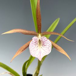 RLC. Hsingying X B. nodosa Orchid Cross.  