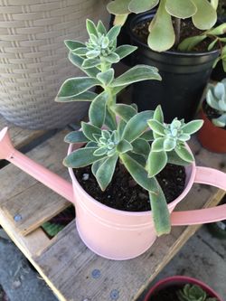 Succulent arrangements