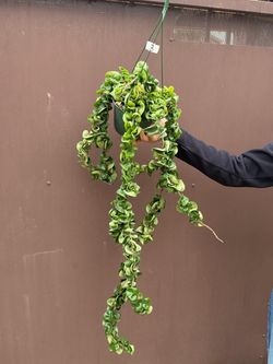 6” hindu rope hoya XL