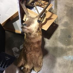 Deer Head