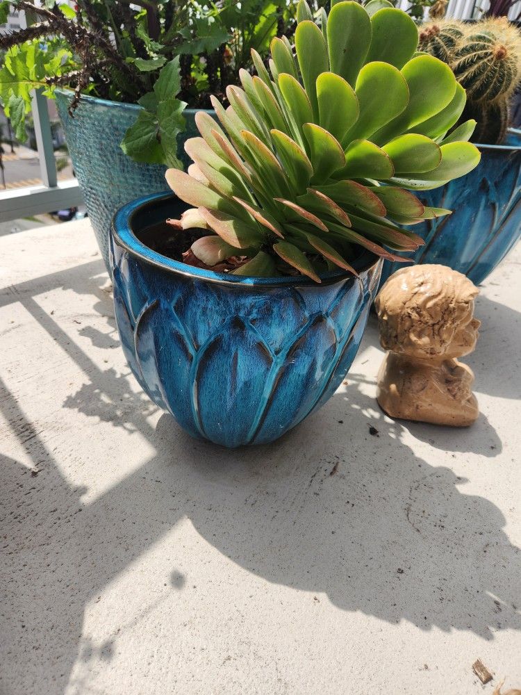 aeonium succulent plant and blue ceramic pot