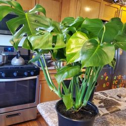 Healthy Monstera Deliciosa Plant