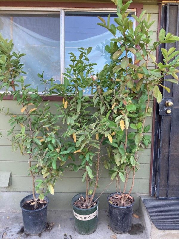Chinese Guayava Trees.