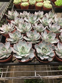 Succulents