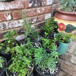 Ruda, Hierbabuena,  Oregano,  Romero En Bote De 1 Galón C/U