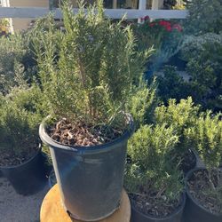 Tuscan Blue Rosemary