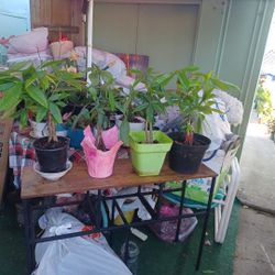 Money Tree Plants