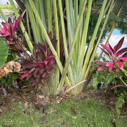 Traveler Palm Tall 
