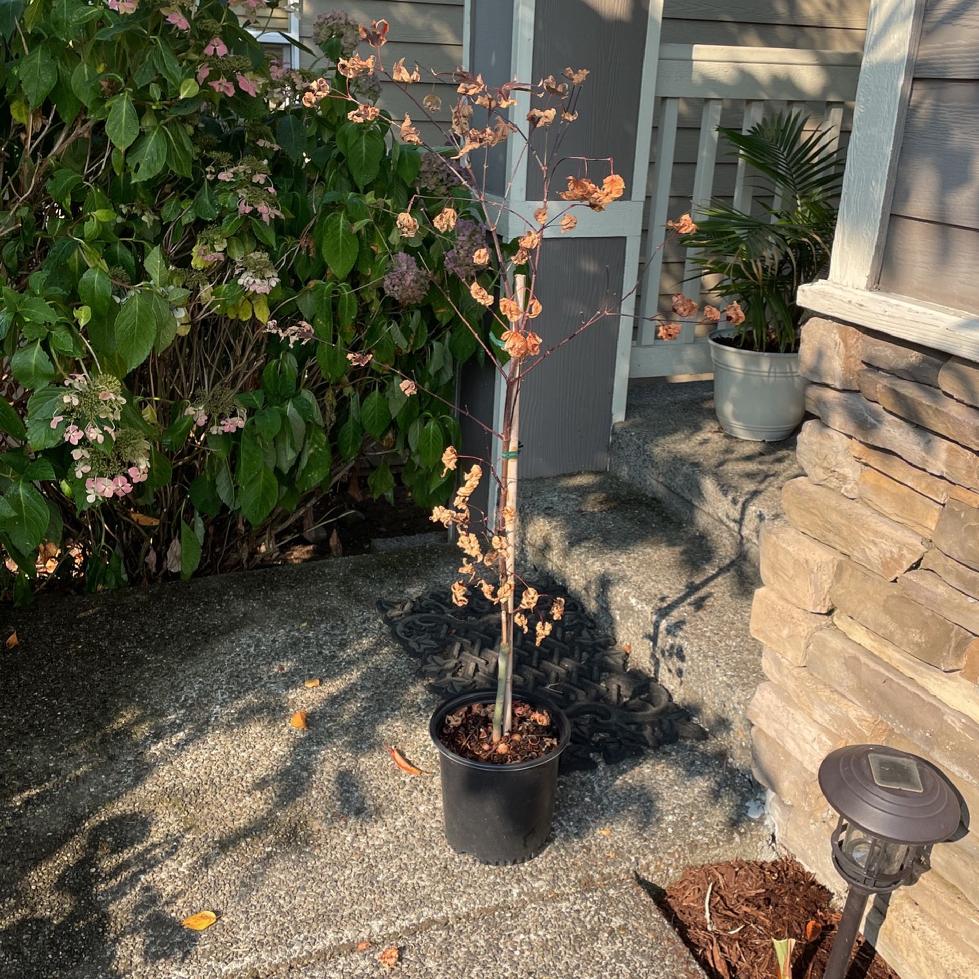 Maple Tree