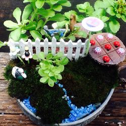 Miniature Fairy Garden... Live Moss Real Plants