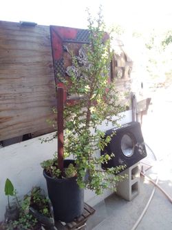 Exotic Standing Succulent 10$