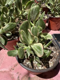 Succulents