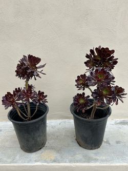 Black Rose Aeonium Plant