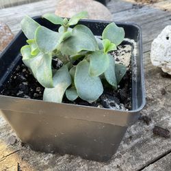 Jade Plant, Succulent