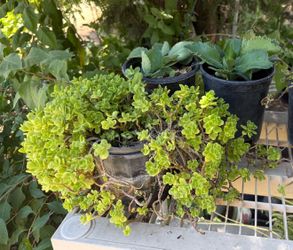 Succulent