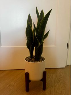 Faux snake plant with stand — pet friendly!