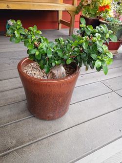   BEUTIFULL 🌳BONSAI TREE OLD  🏡💧🌳
