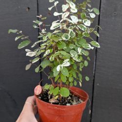 Snow Bush Plant 4" Pot - Indoor House Plants 