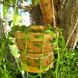 Banana String Saculant 