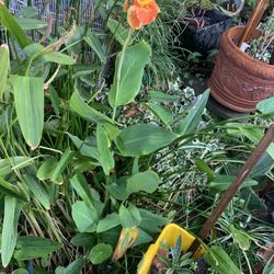 Plant For Sale Flowers.