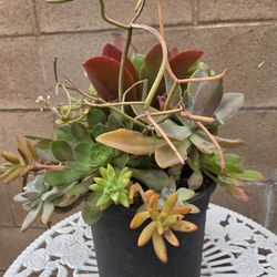 Decoration Suculents Plants Mix 