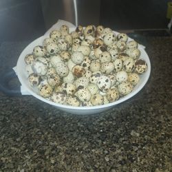 Quail Eggs