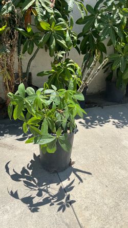 Small Money tree