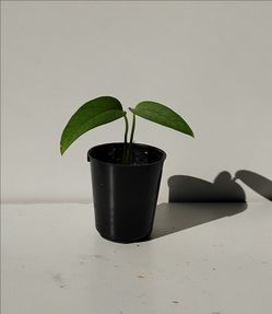 Rare Lush Trailing Cebu Blue Pothos Money Plant/ Indoor Plant/ House Plant/ Flower Patio Garden