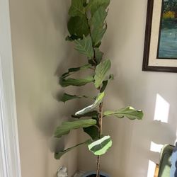 🌿 Fiddle Leaf Fig Tree + Pot