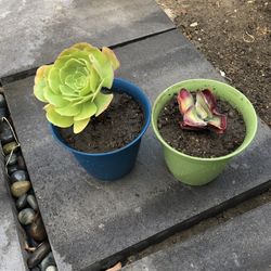 Succulents For Sale