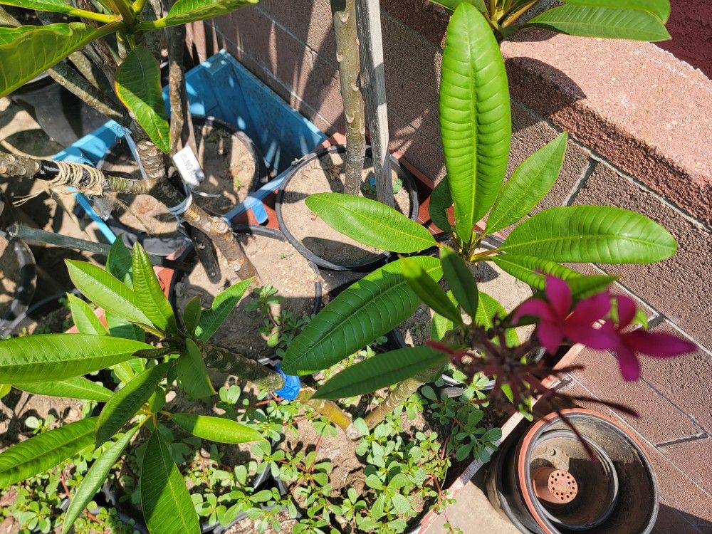 Plumeria Plant