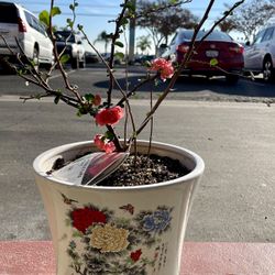 Quince Double Take Blossom Bonsai, Red, Orange, Peach