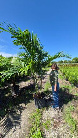 Christmas Palms  6-7 Feet Tall.  Adonidias Plants