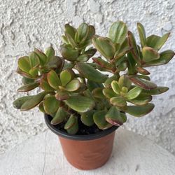 4 Inch Pot Succulent Plant - Sedum Praealtum - Green Cockscomb - Rooted & Established - Drought Resistant - 🪴