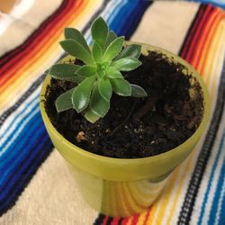 Aeonium Simsii Healthy Plant