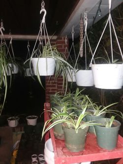 Spider plants