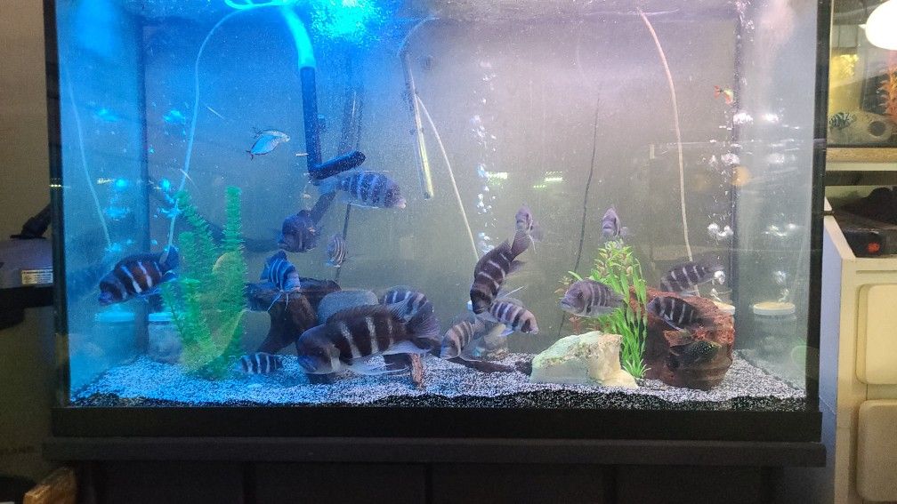 Fish Tank Deco