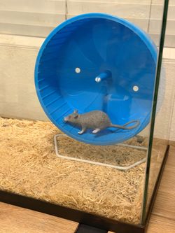 Glass Rodent Habitat with Water Bottle and Exercise Wheel
